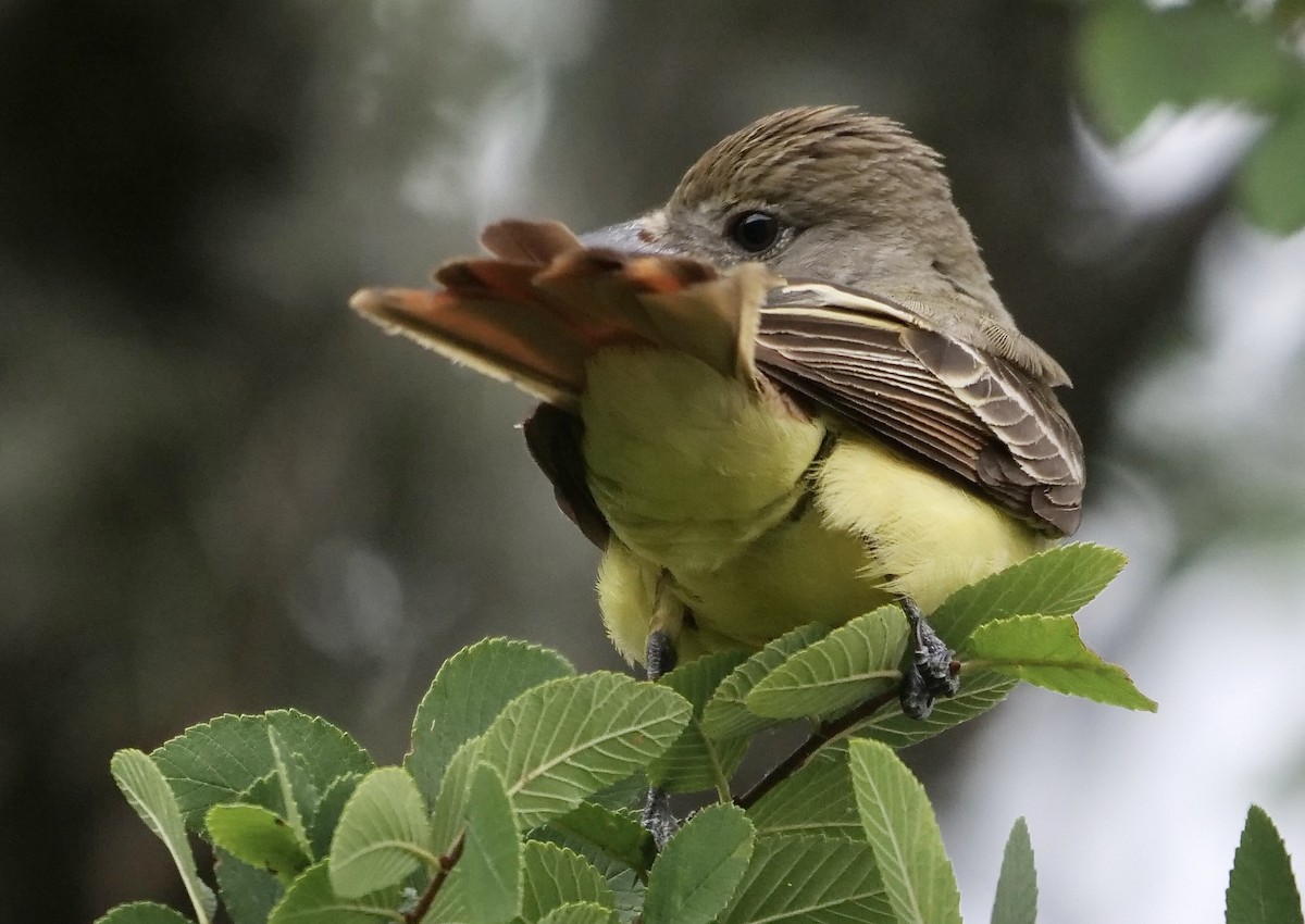 Great Crested Flycatcher - ML233560911