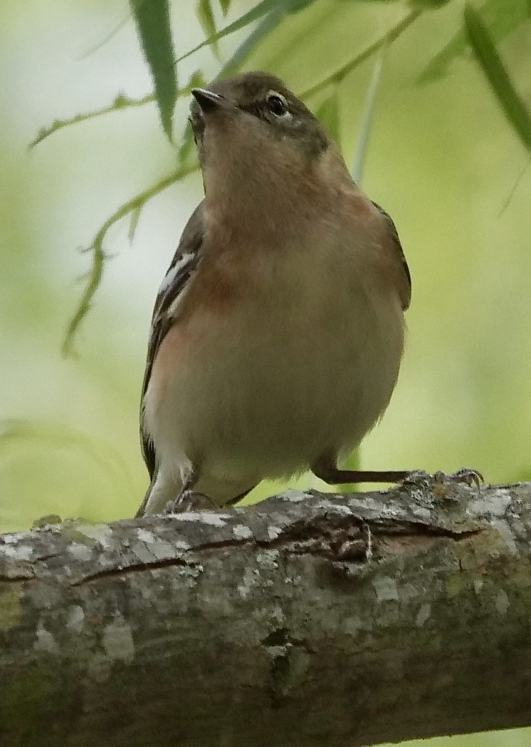 Bay-breasted Warbler - ML233561031