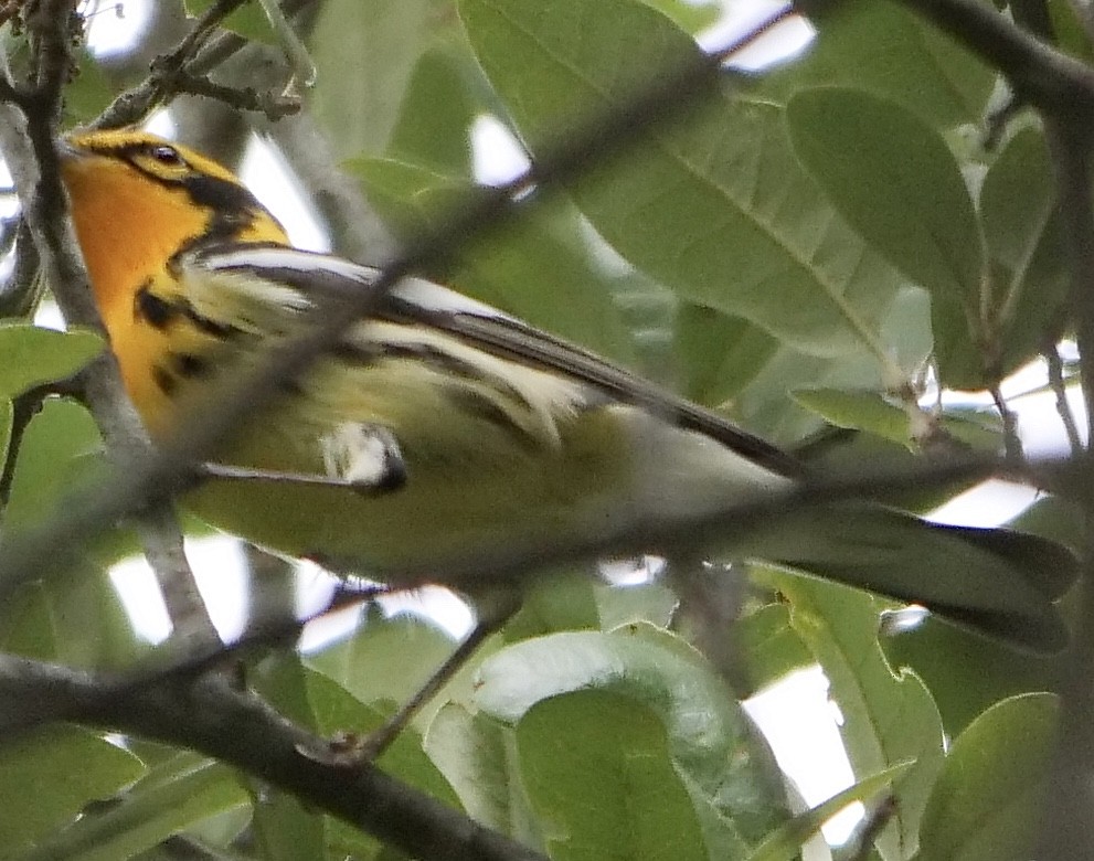 Blackburnian Warbler - ML233561231