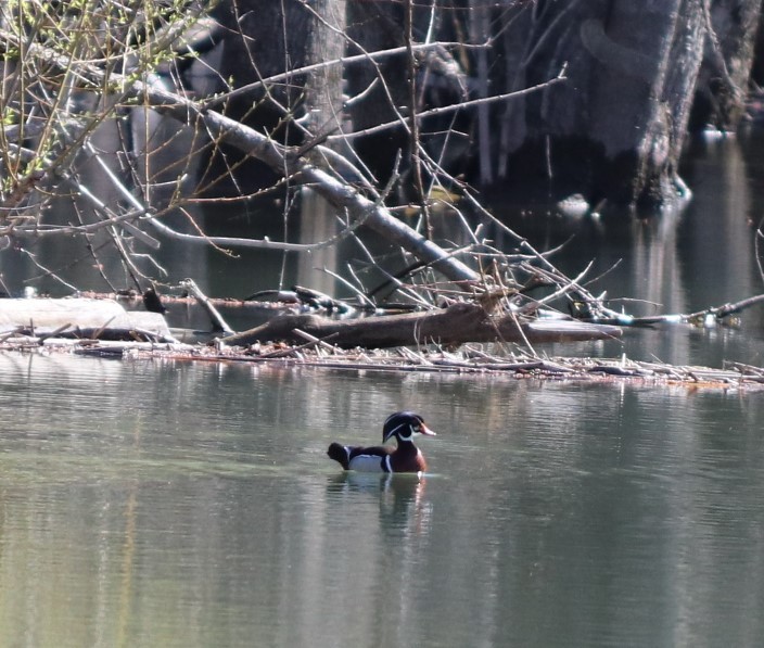 Wood Duck - ML233561281