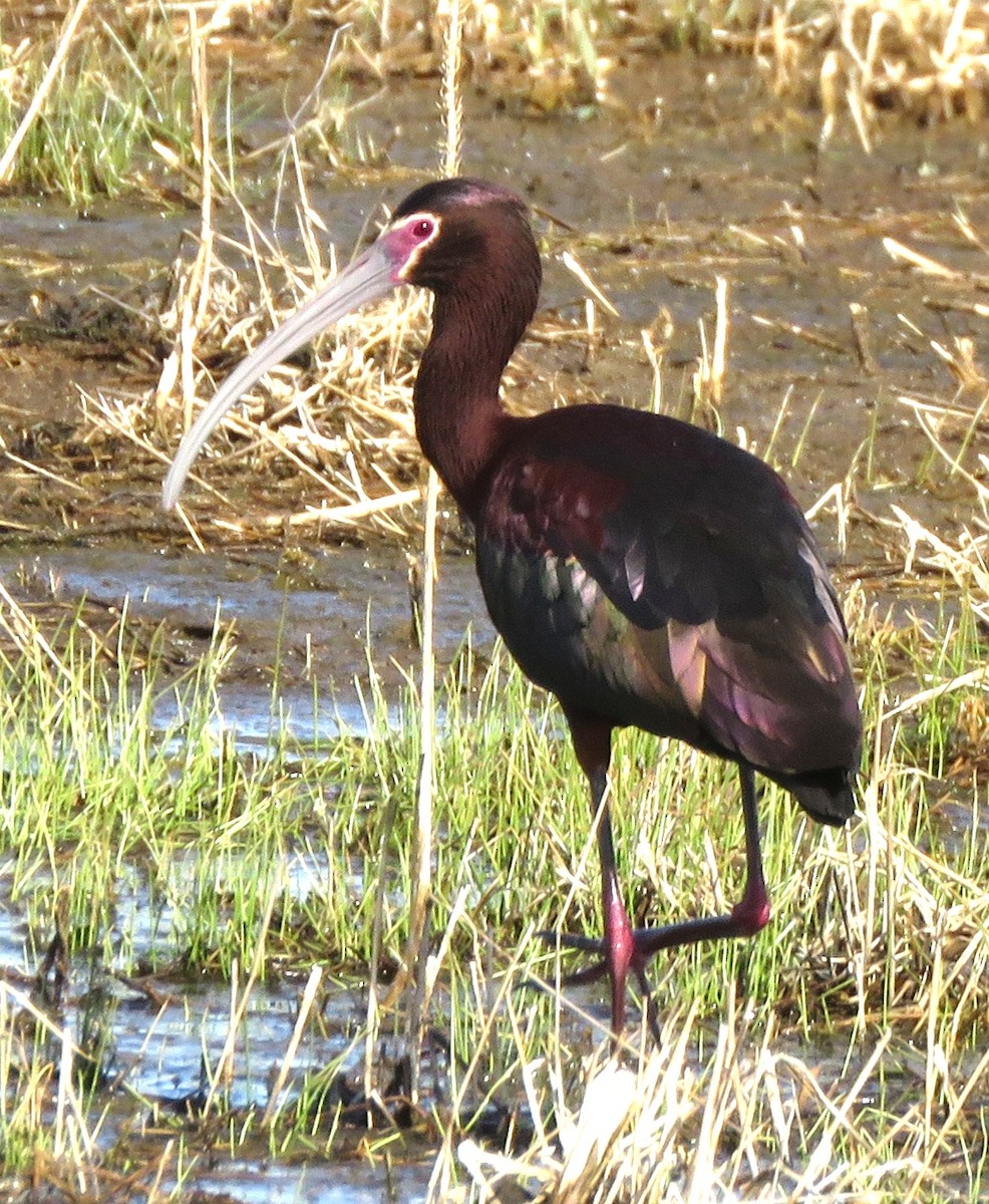 ibis americký - ML233561681