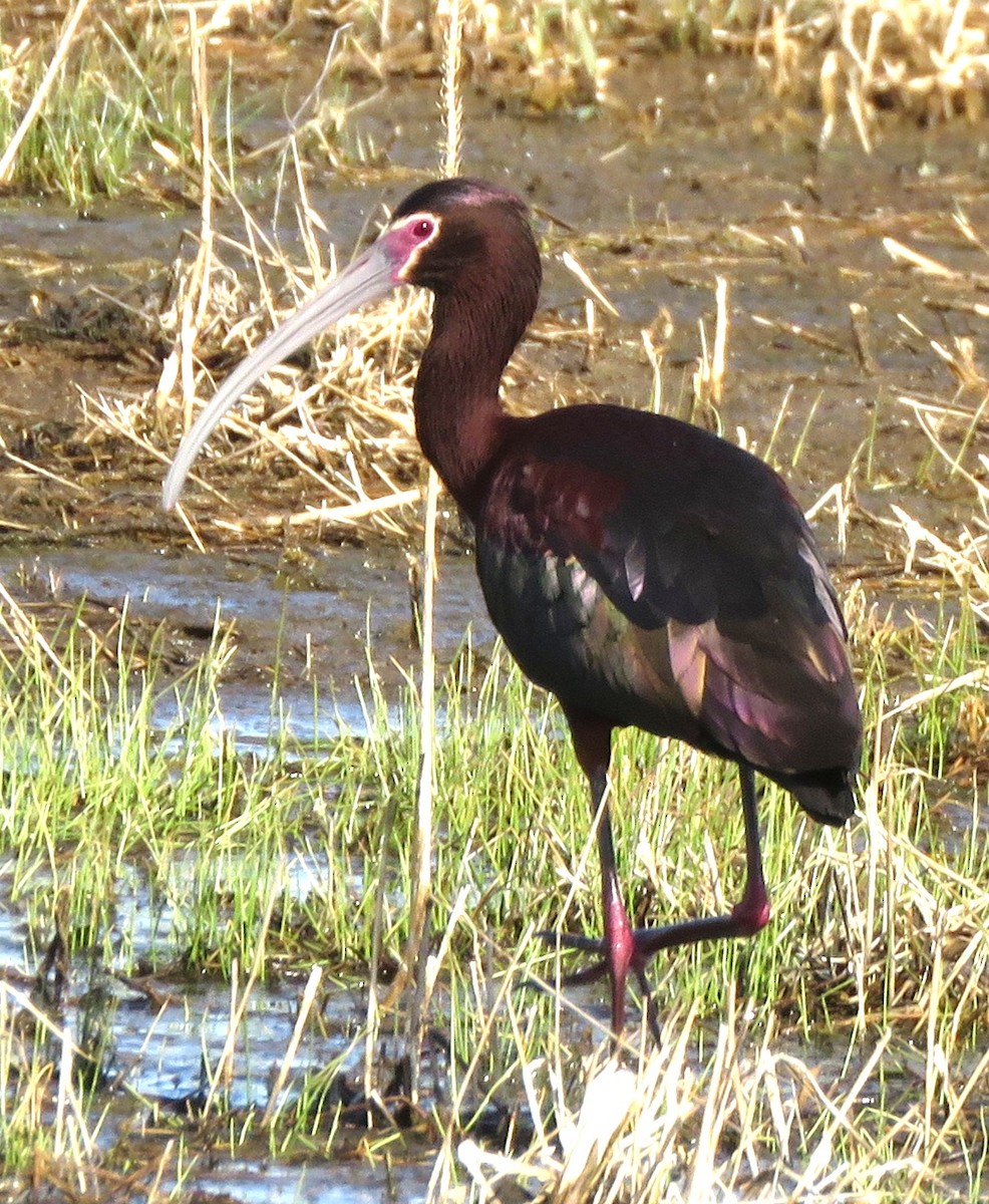 White-faced Ibis - ML233561681