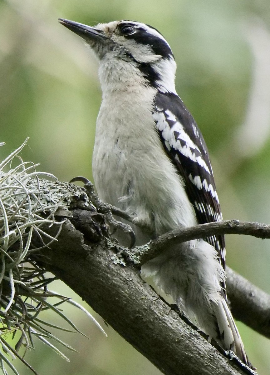 Downy Woodpecker - ML233561751