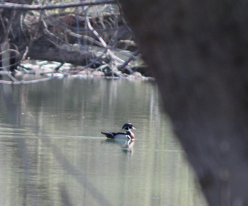 Wood Duck - ML233561791