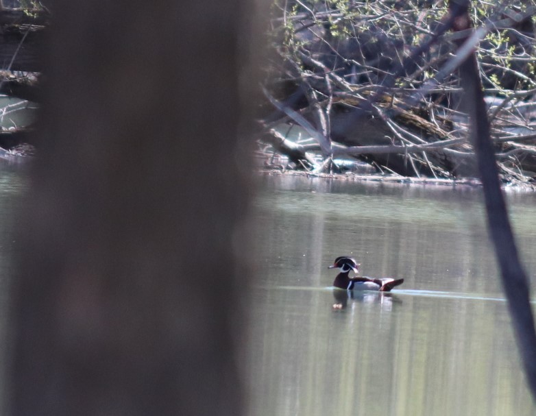 Wood Duck - ML233562201