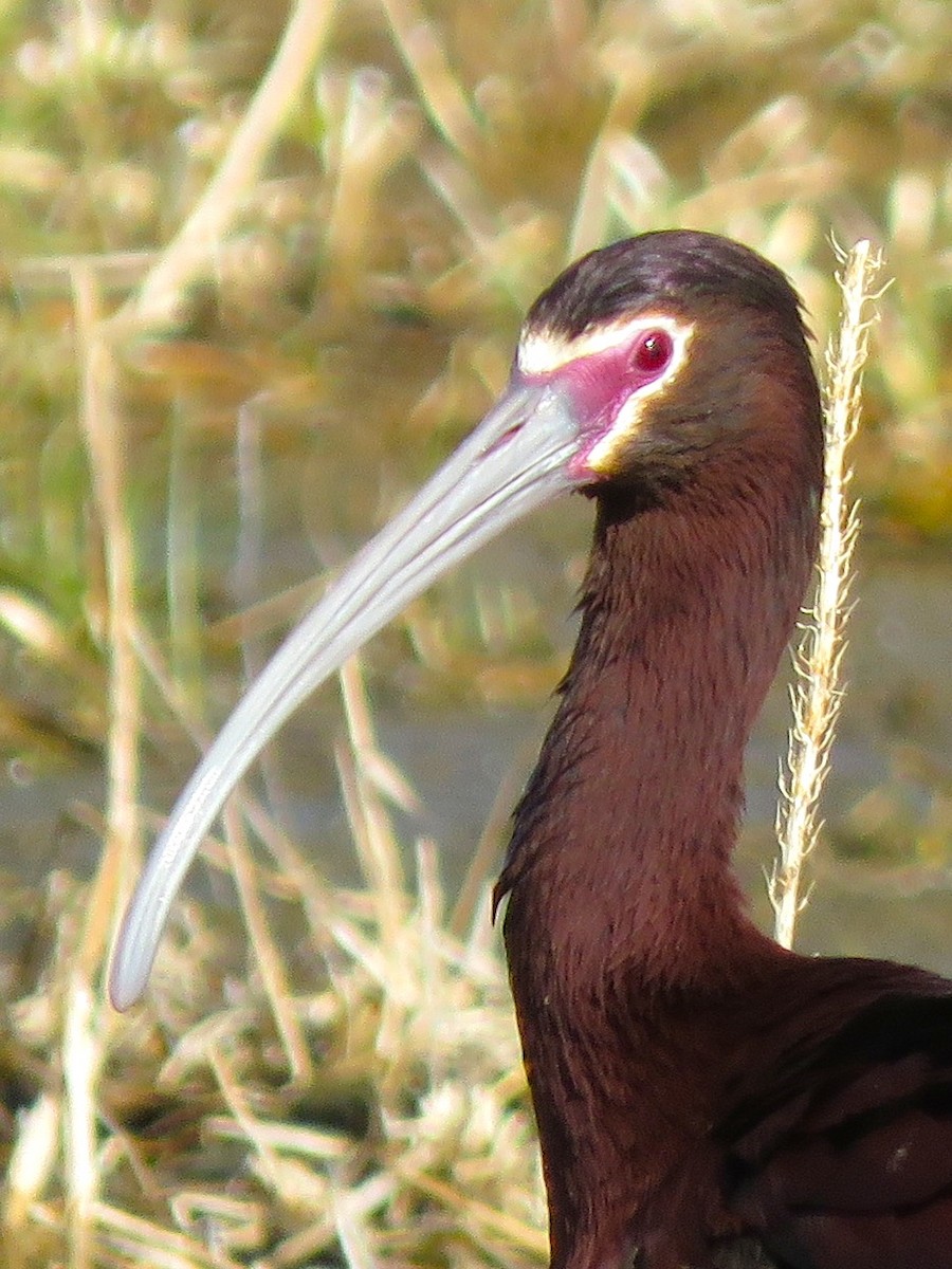 ibis americký - ML233562311