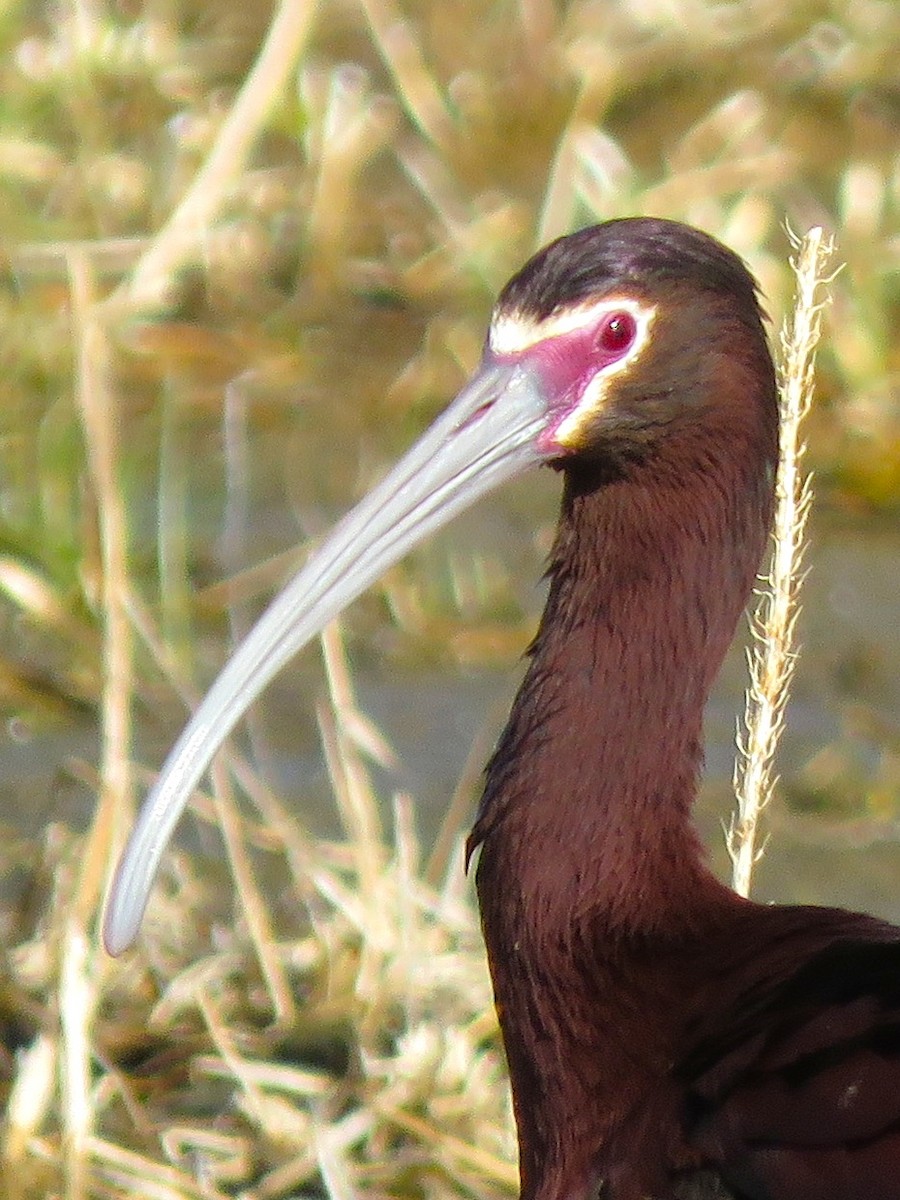 White-faced Ibis - ML233562311