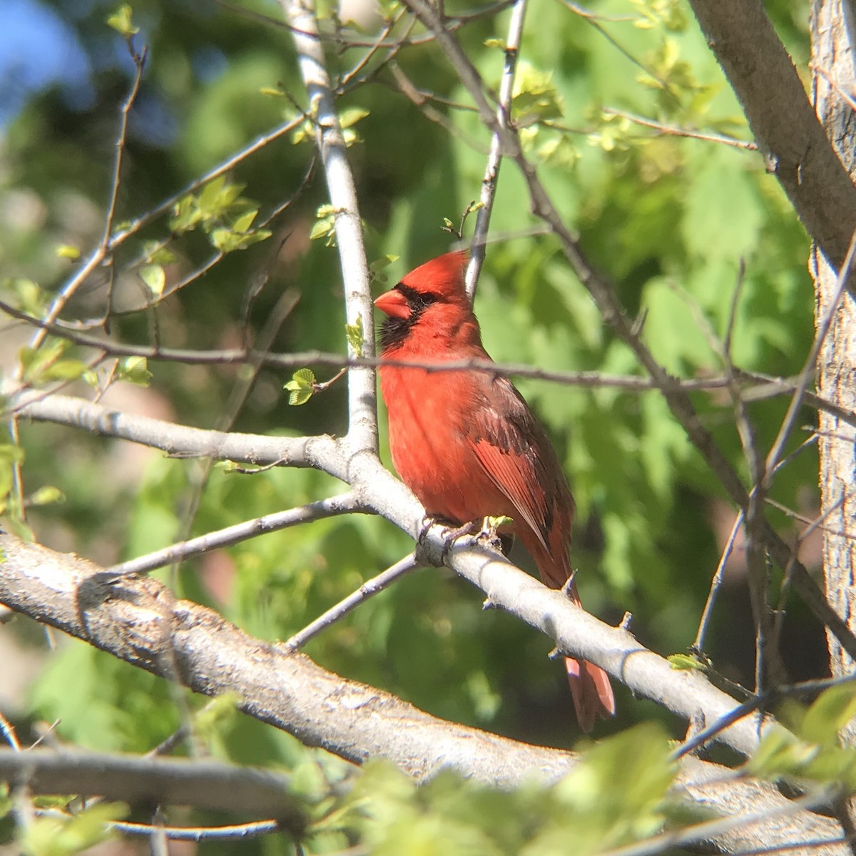 Northern Cardinal - ML233562711