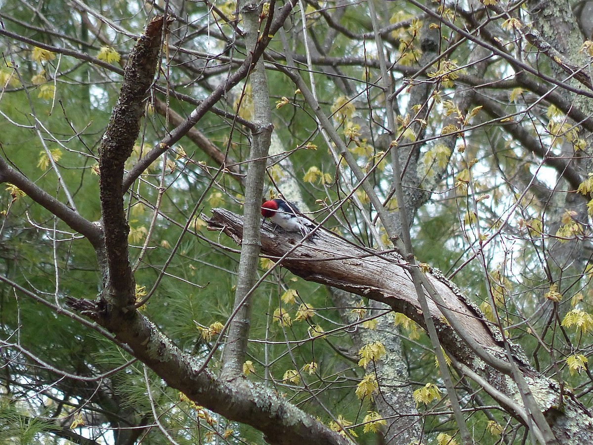 Red-headed Woodpecker - ML233565371