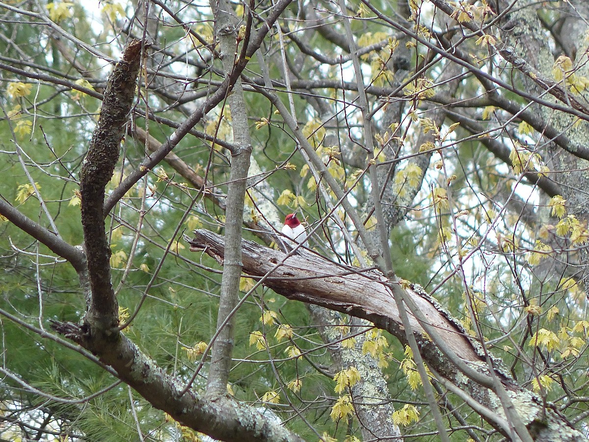 Red-headed Woodpecker - ML233565391