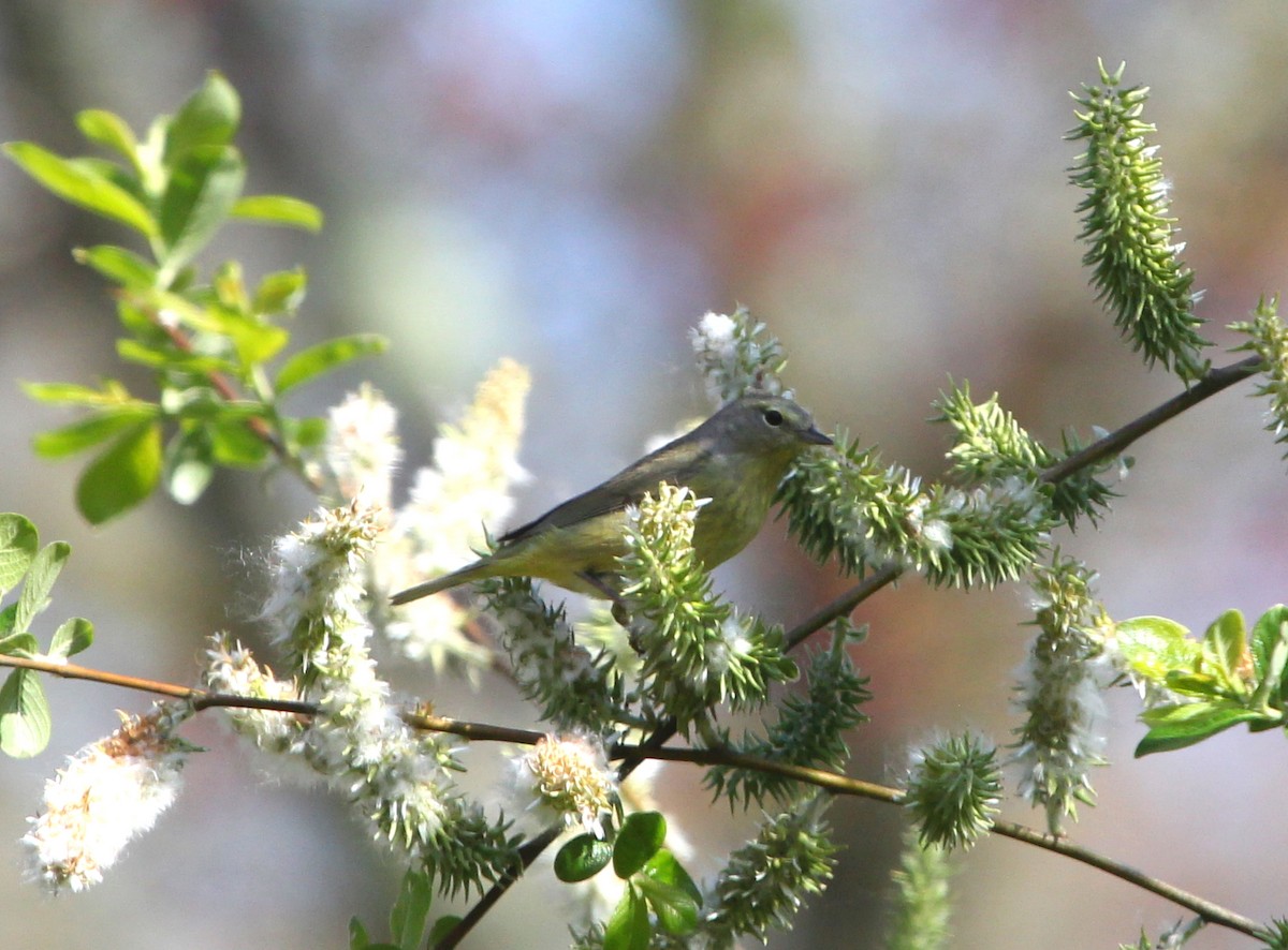 Orange-crowned Warbler - ML233567091