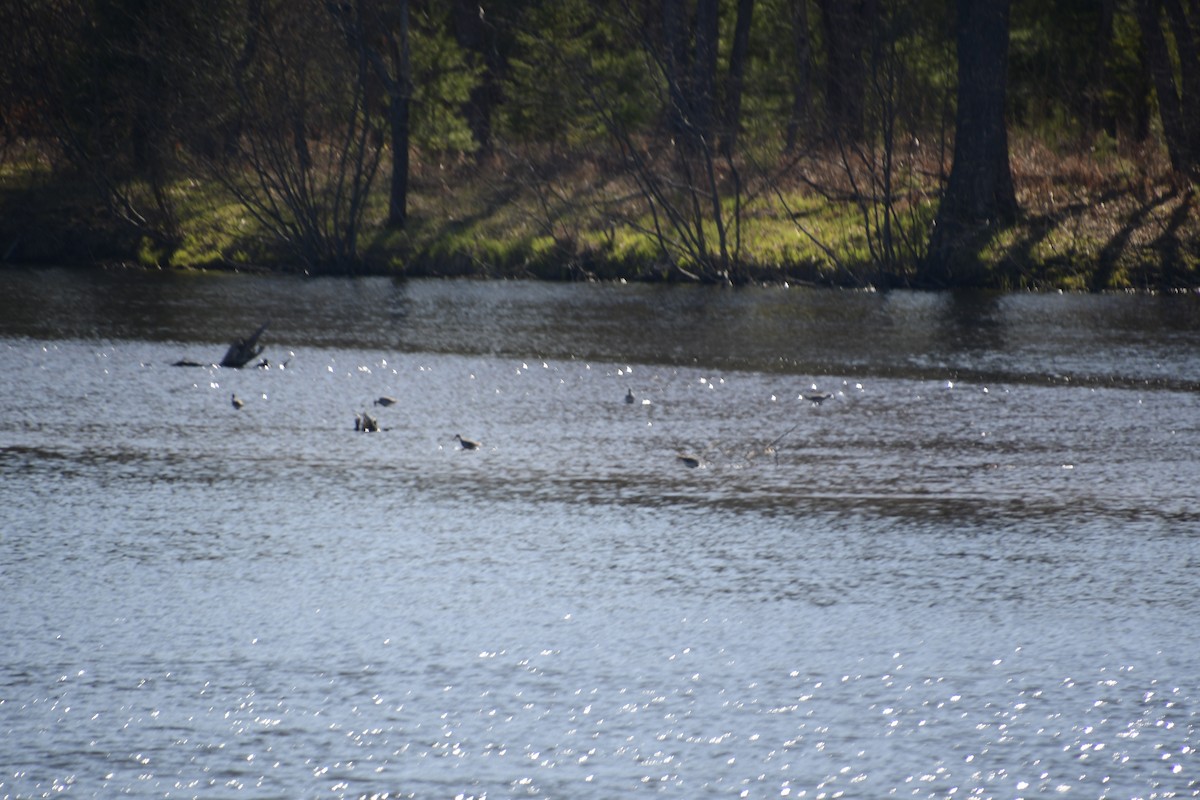 Lesser Yellowlegs - ML233567871