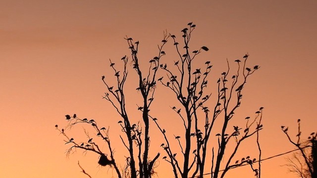 Buff-necked Ibis - ML233568481