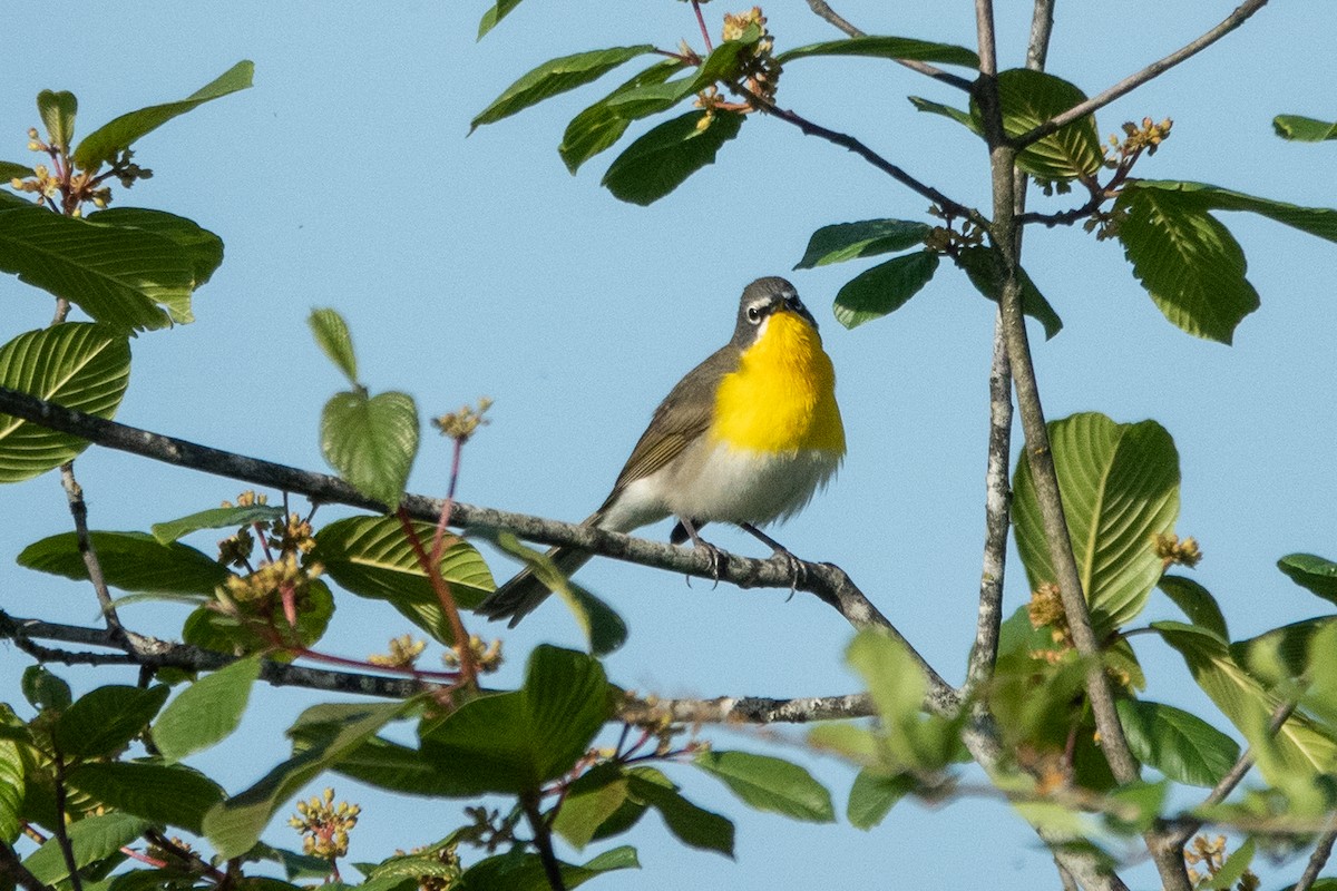 Yellow-breasted Chat - ML233568911