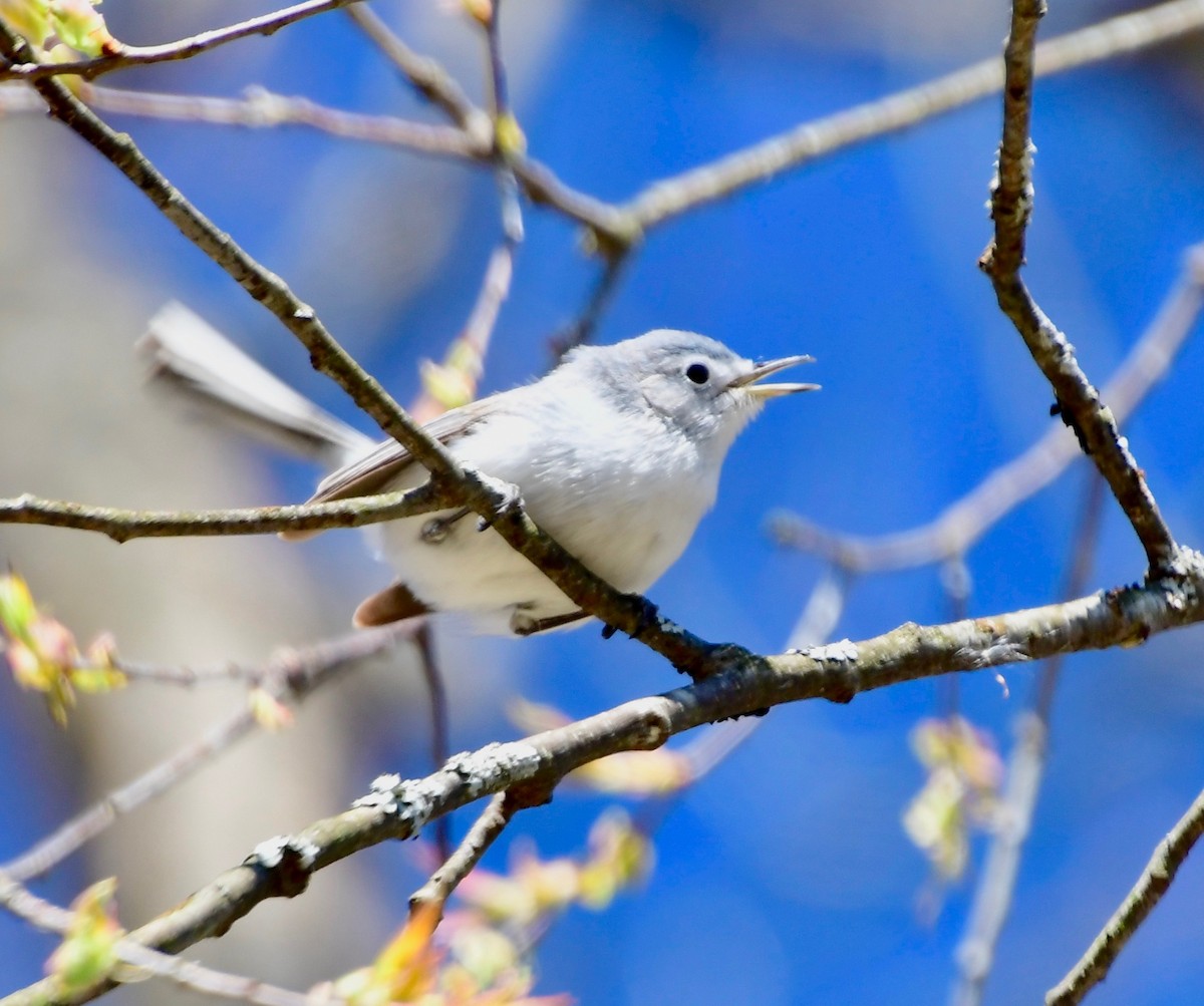 Blue-gray Gnatcatcher - ML233569011