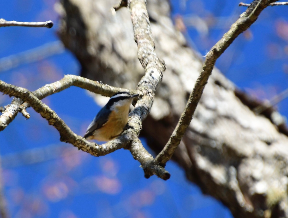 Red-breasted Nuthatch - Moira Maus