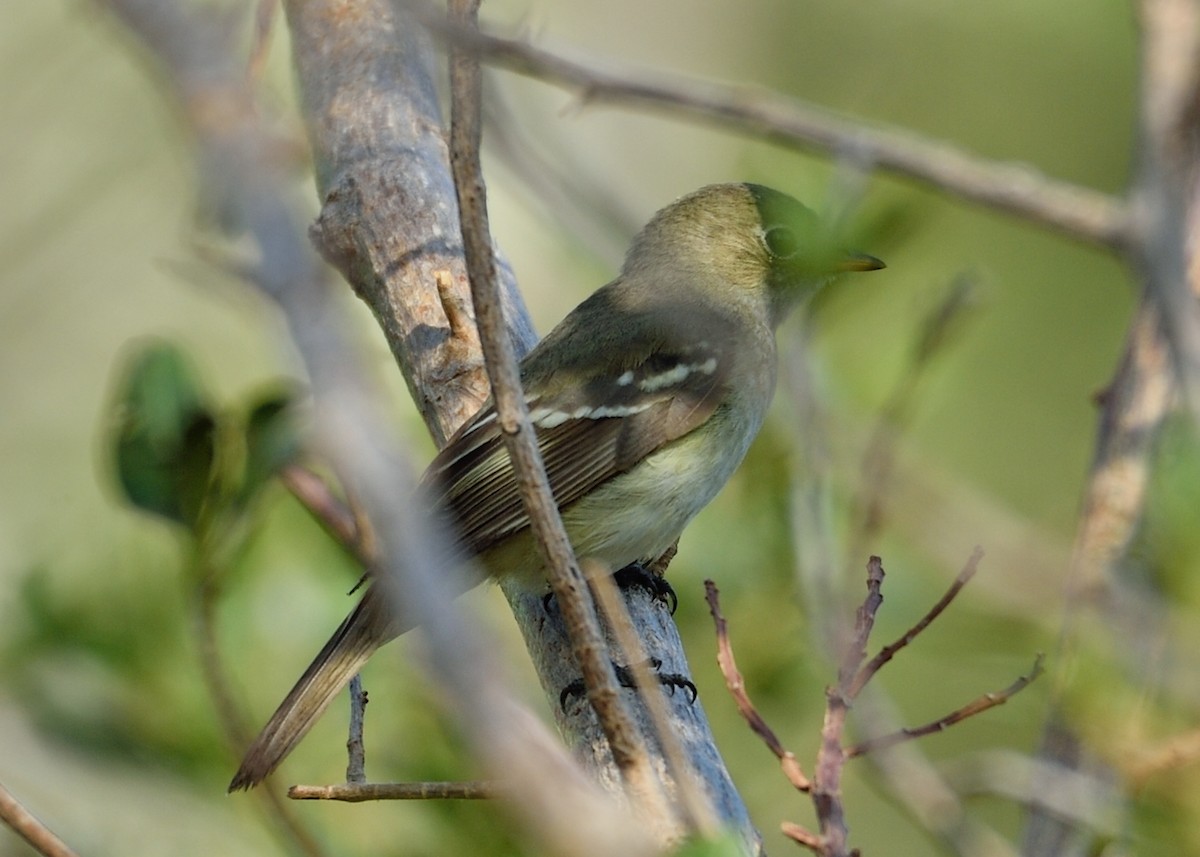 Small-billed Elaenia - Michiel Oversteegen