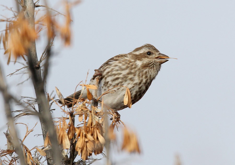 Purple Finch (Eastern) - ML23356961