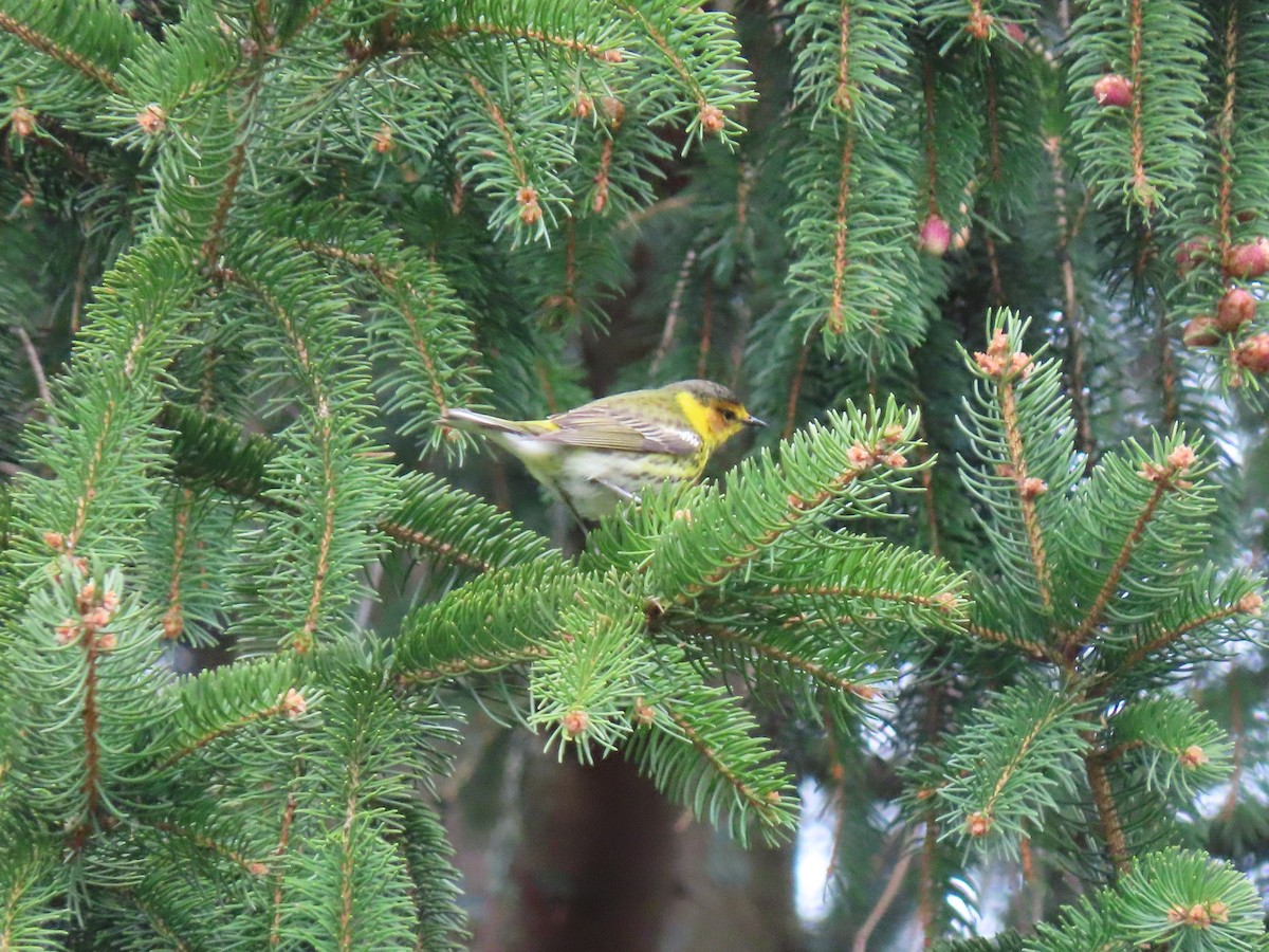 Cape May Warbler - ML233569921