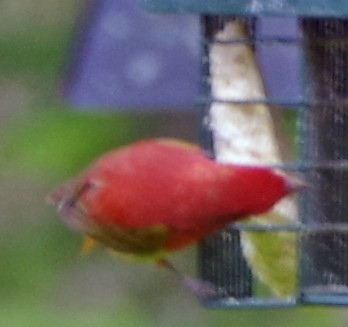 Summer Tanager - ML233569961