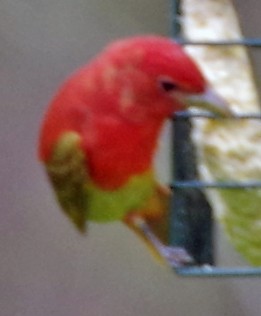 Summer Tanager - ML233569981