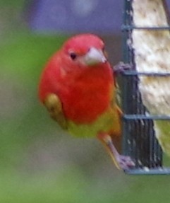 Summer Tanager - ML233569991