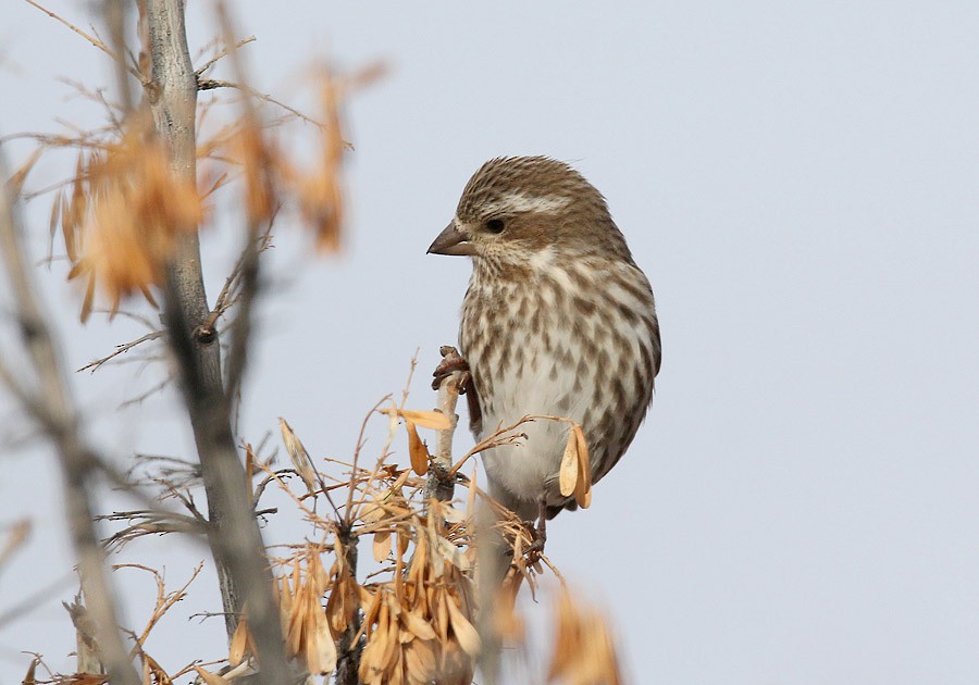 Purple Finch (Eastern) - ML23357031