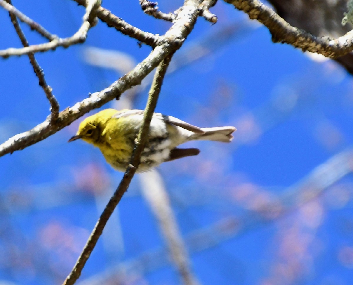 Pine Warbler - Moira Maus