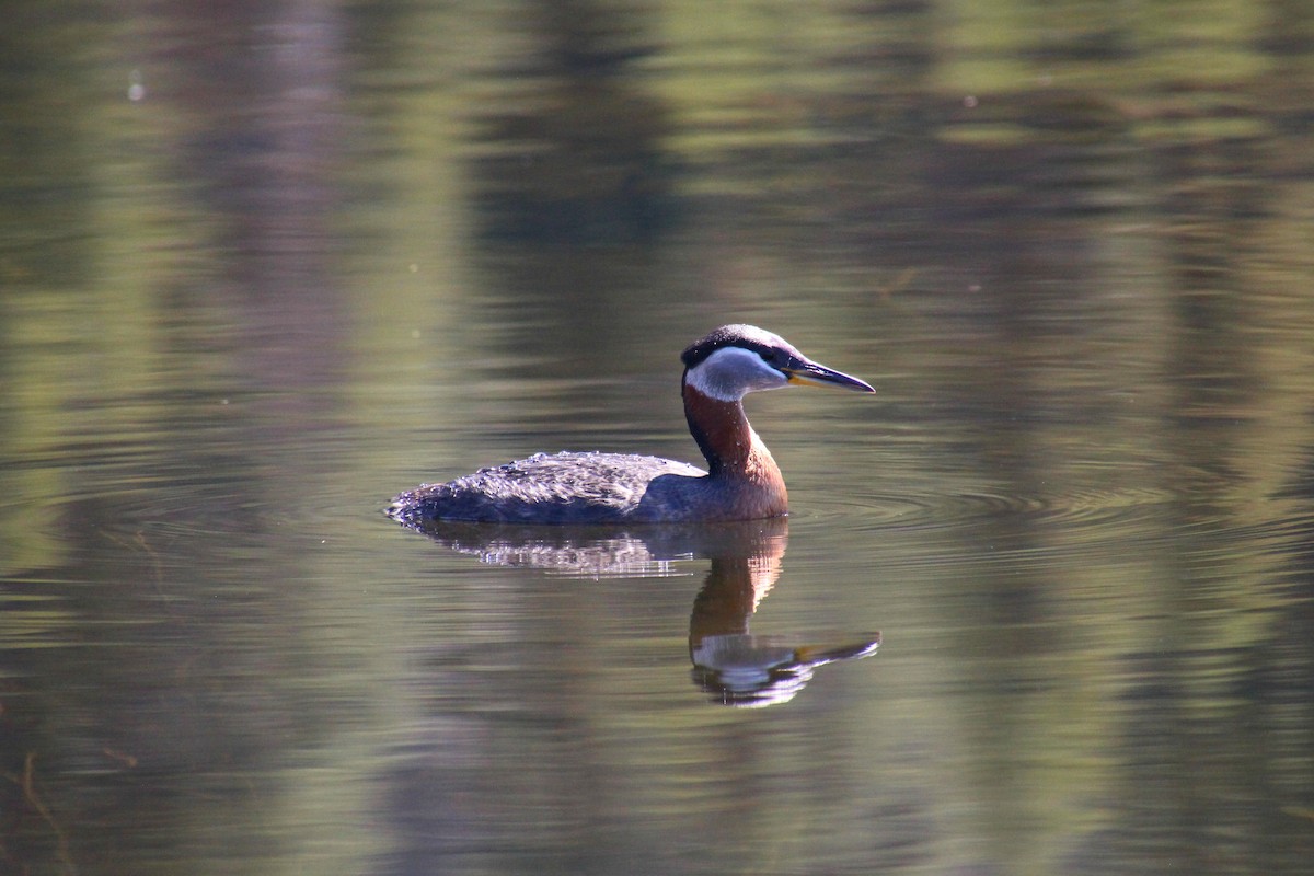 Red-necked Grebe - ML233571391