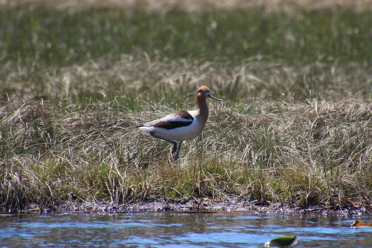 American Avocet - Meghan Laughlin