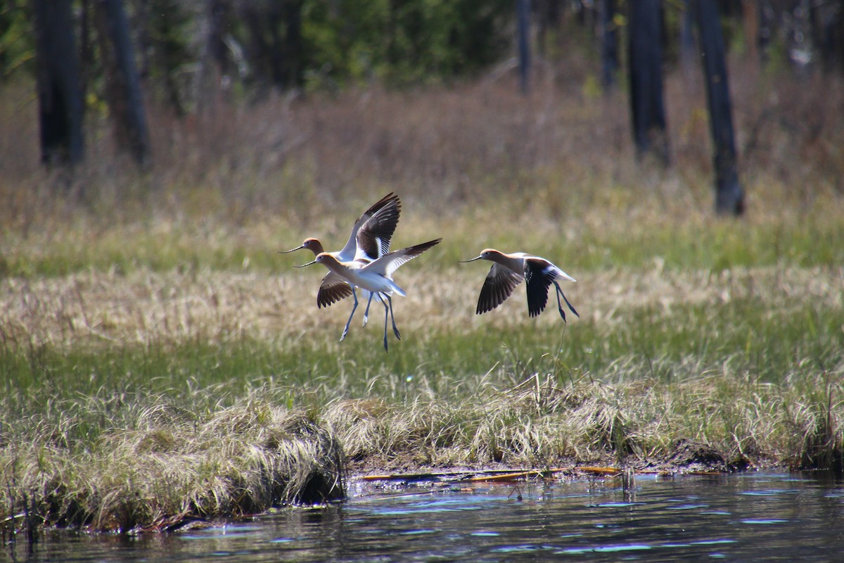 Avocette d'Amérique - ML233571771