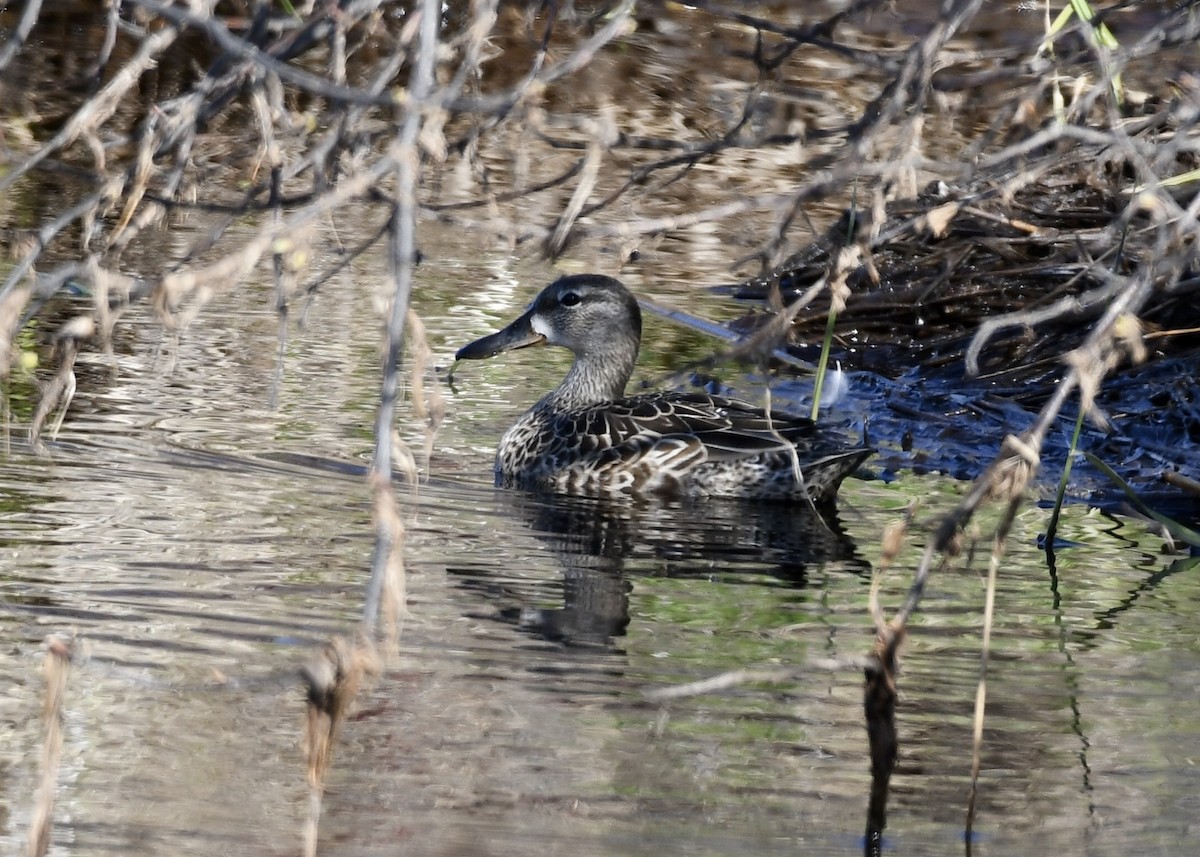 Blue-winged Teal - ML233571821