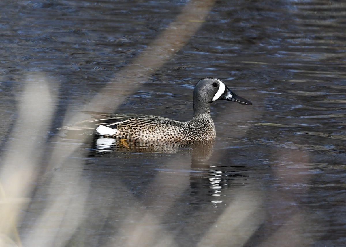 Blue-winged Teal - ML233571831