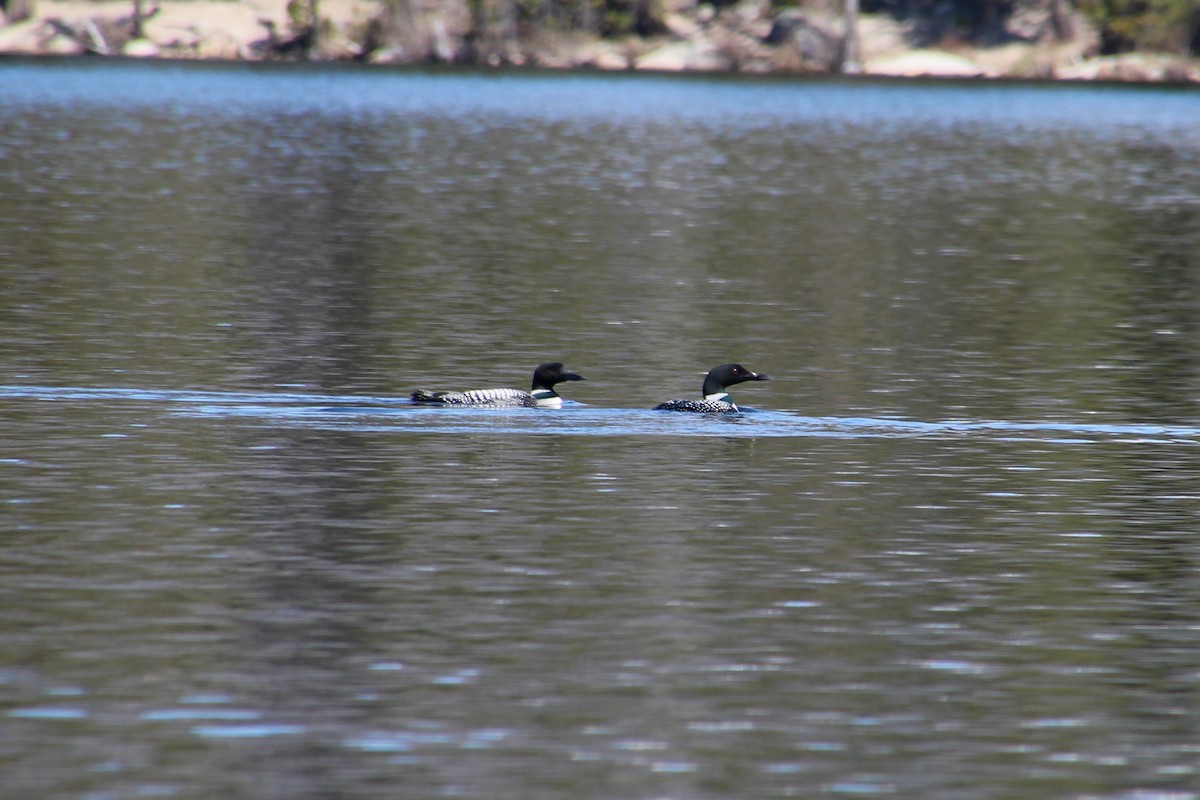 Common Loon - Meghan Laughlin