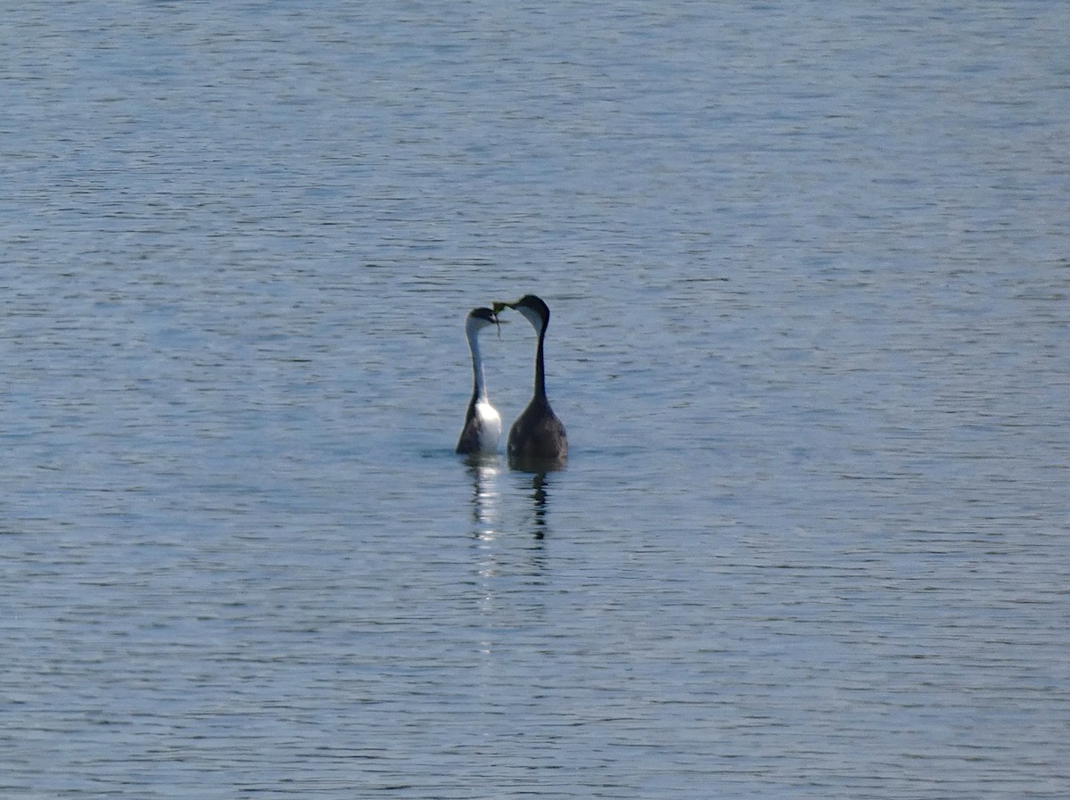 Western Grebe - ML233573551