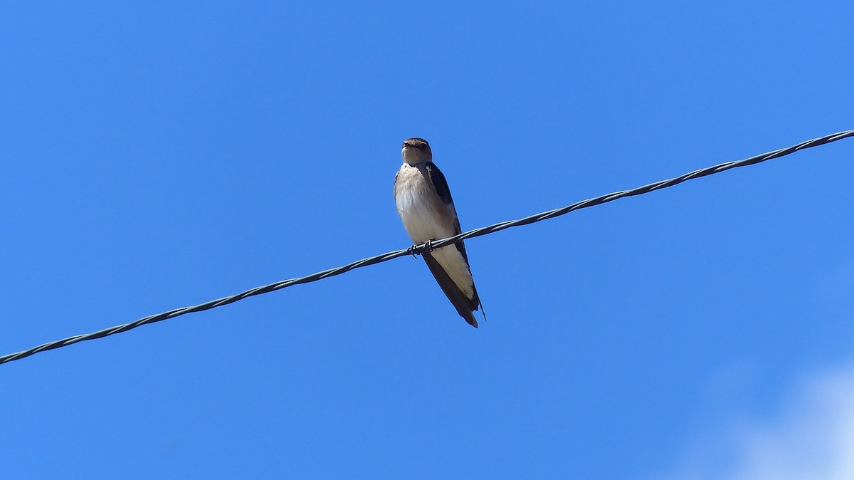 Northern Rough-winged Swallow - Leona Ryter