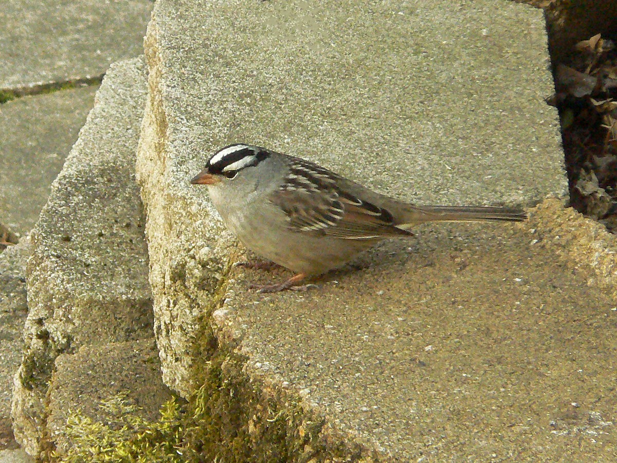 White-crowned Sparrow - ML233574801