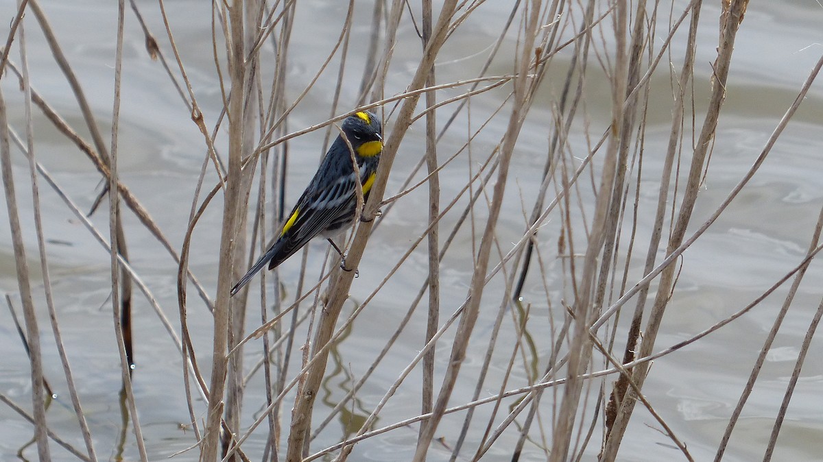 Yellow-rumped Warbler - ML233575361