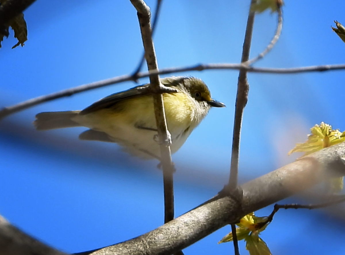 White-eyed Vireo - ML233576771