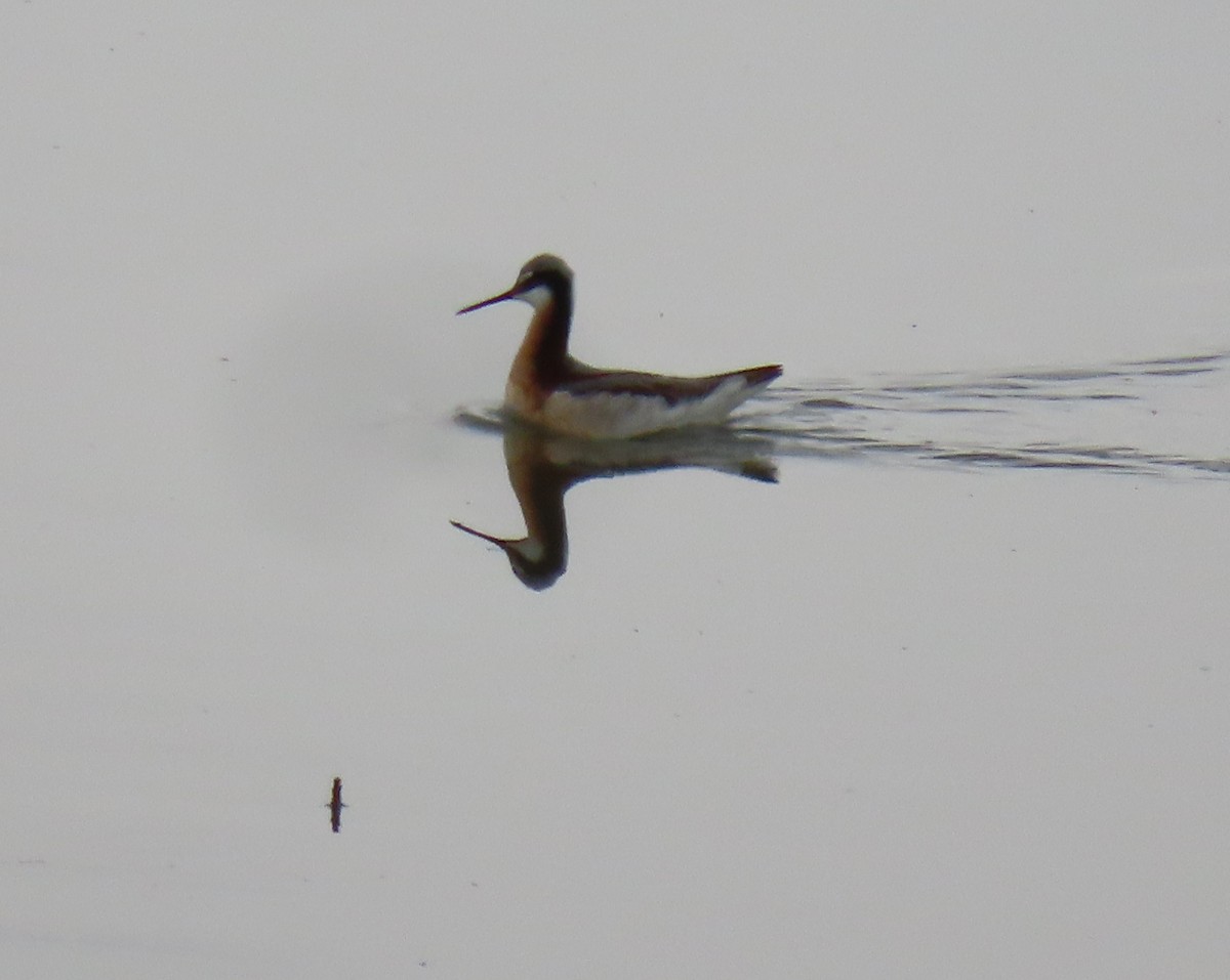 Wilson's Phalarope - ML233576871