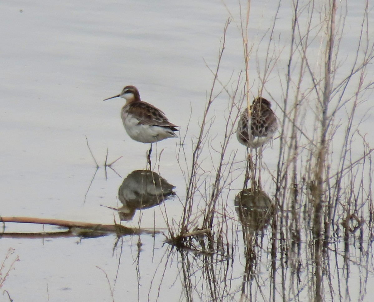 Wilson's Phalarope - ML233576891