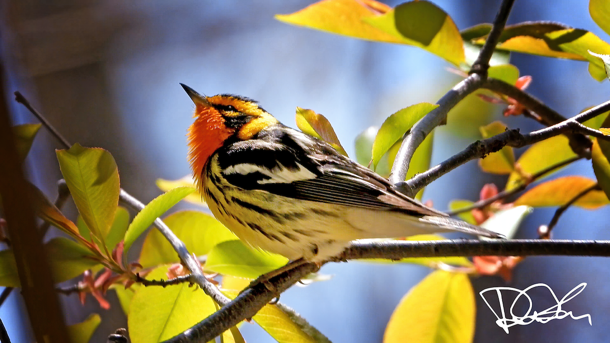 Blackburnian Warbler - ML233576931