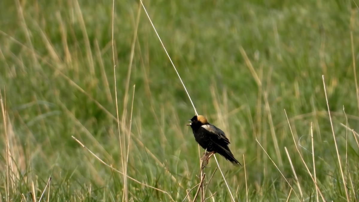 Bobolink - ML233577511