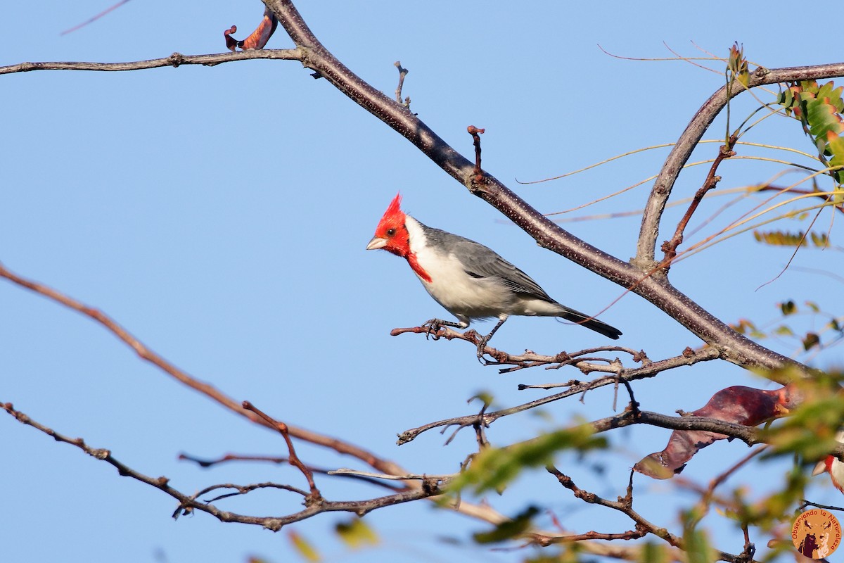 Red-crested Cardinal - ML233578051