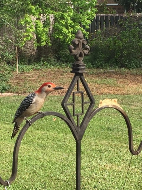 Red-bellied Woodpecker - Angelle Arata