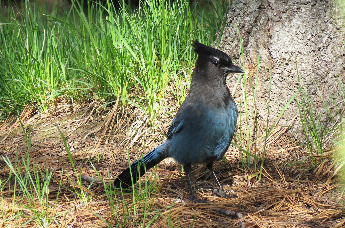 Steller's Jay - ML233579681