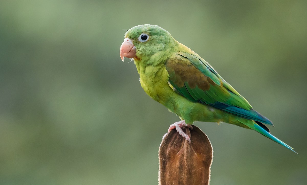 Orange-chinned Parakeet - David Monroy Rengifo