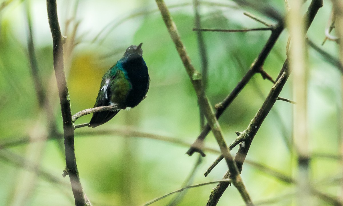 Black-throated Mango - ML233581011