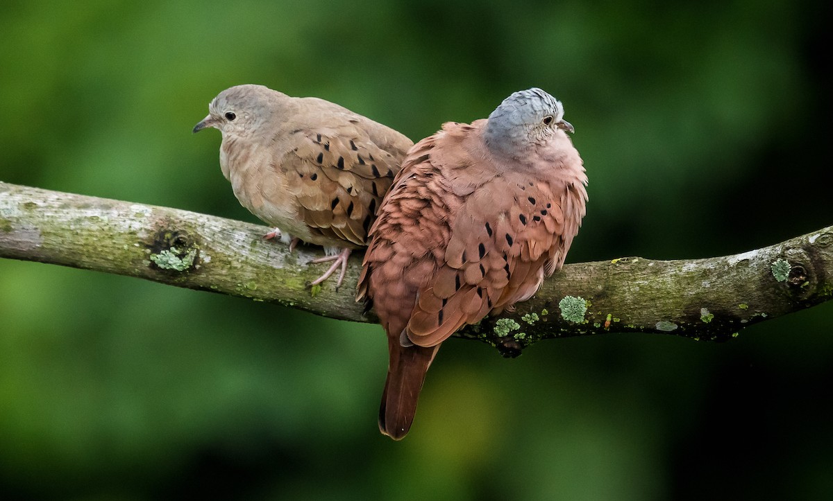 Ruddy Ground Dove - ML233581131