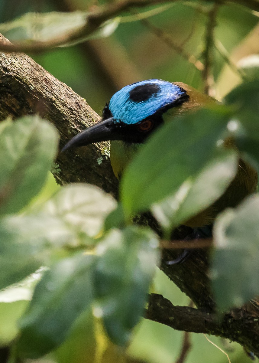 Andean Motmot - David Monroy Rengifo